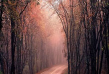 开云体育APP下载-郑钦文缺席全运会网球比赛